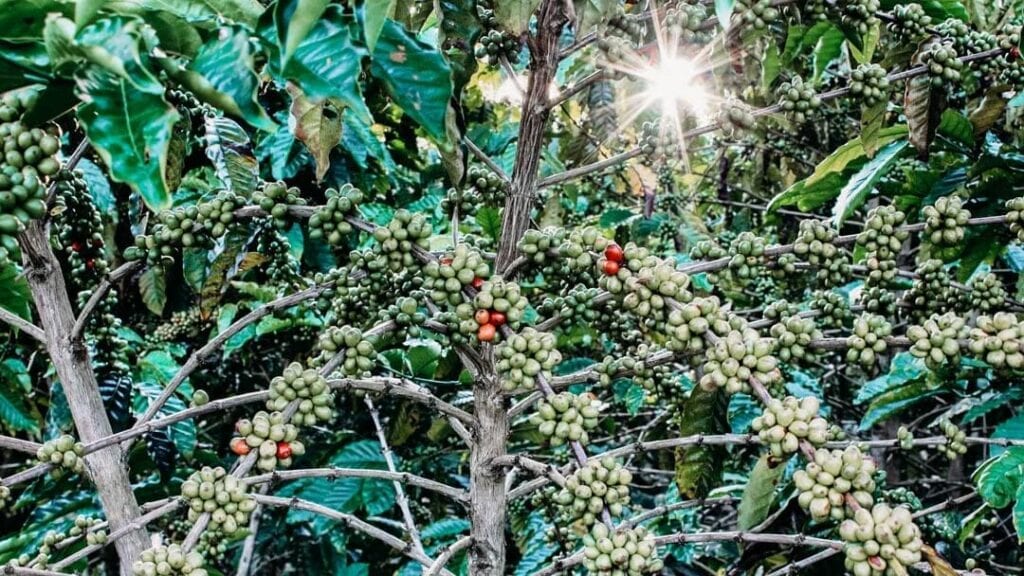 Bird Friendly is a legally binding certification for ethical coffee