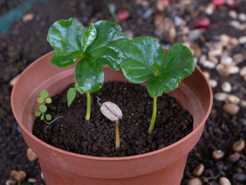 Infant coffee plants in a plant pot