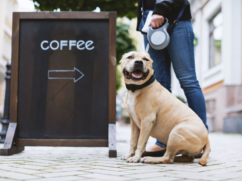 Dog named Coffee