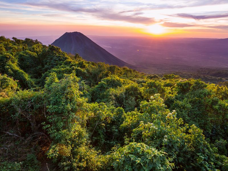 Lush green coffee trees in the foothills of Cerro Verde, El Salvador