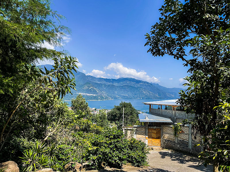 Coffee growing by the side of the road in Lake Atitlan, Guatemala